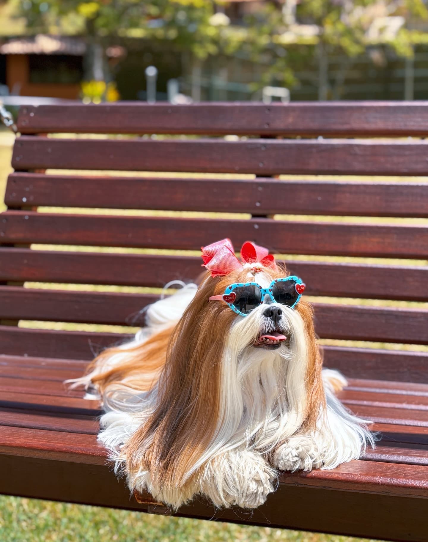 O sitio esperança é 100% Pet friendly